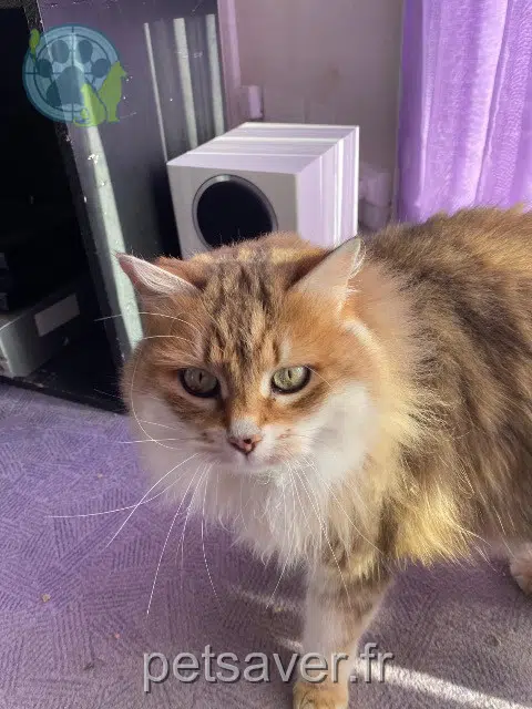 gato lost 77500 Chelles Tiikeri