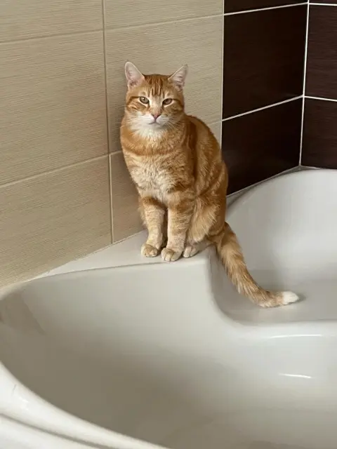 chat lost   77340 Pontault-Combault Tintin