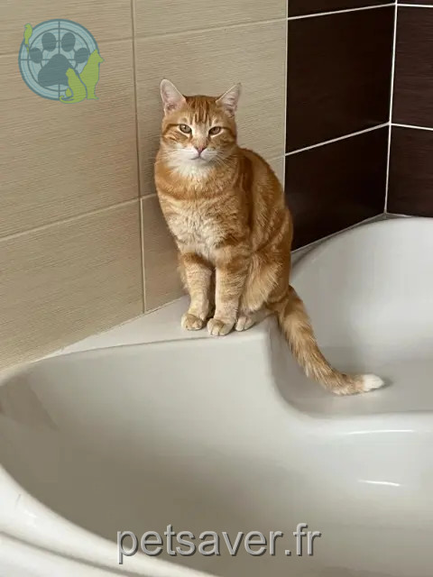 cat lost 77340 Pontault-Combault Tintin cat lost 77340 Pontault-Combault Tintin