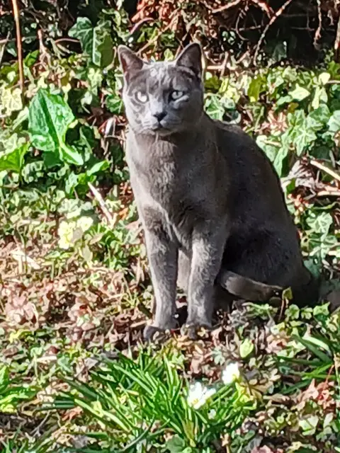Kater vermisst 77650 Sainte-Colombe Titan Kater lost 77650 Sainte-Colombe Titan