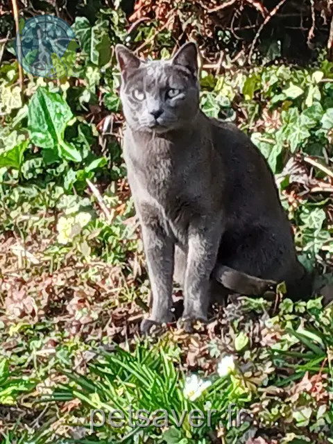 kater vermist 77650 Sainte-Colombe Titan kater lost 77650 Sainte-Colombe Titan