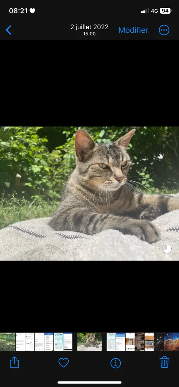 Chat Perdu 77 Seine-et-Marne - Titi Chat Perdu 77 Seine-et-Marne - Titi