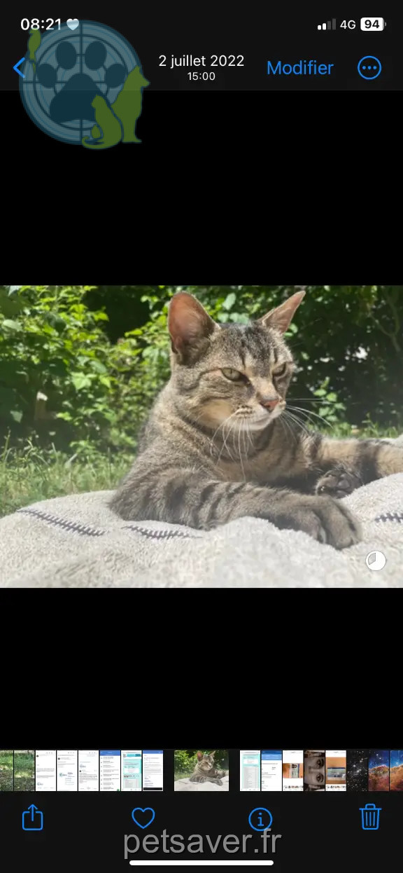 Chat Perdu 77 Seine-et-Marne - Titi Chat Perdu 77 Seine-et-Marne - Titi