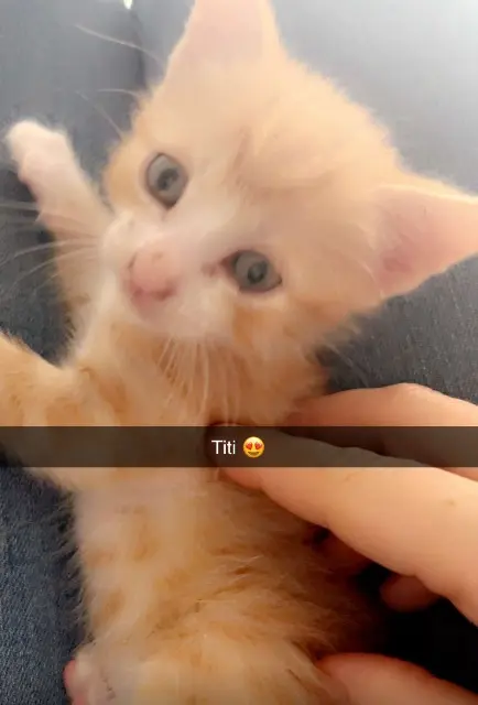chat lost   77660 Saint-Jean-les-Deux-Jumeaux Titi