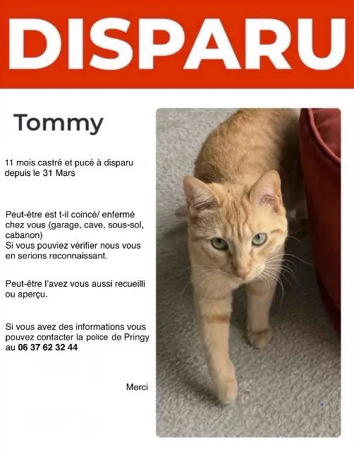 chat lost   77310 Pringy Tommy