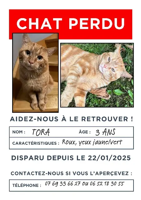 chat lost   77176 Savigny-le-Temple Tora