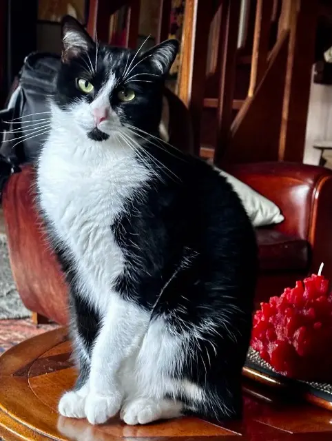 chat lost   77190 Dammarie-les-Lys Toscane