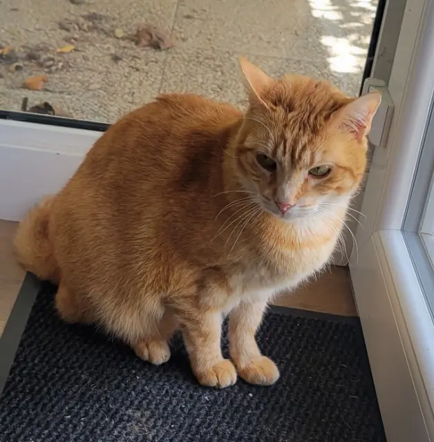 Kater vermisst 77177 Brou-sur-Chantereine Triskel Kater lost 77177 Brou-sur-Chantereine Triskel