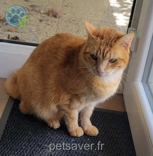 cat lost 77177 Brou-sur-Chantereine Triskel cat lost 77177 Brou-sur-Chantereine Triskel