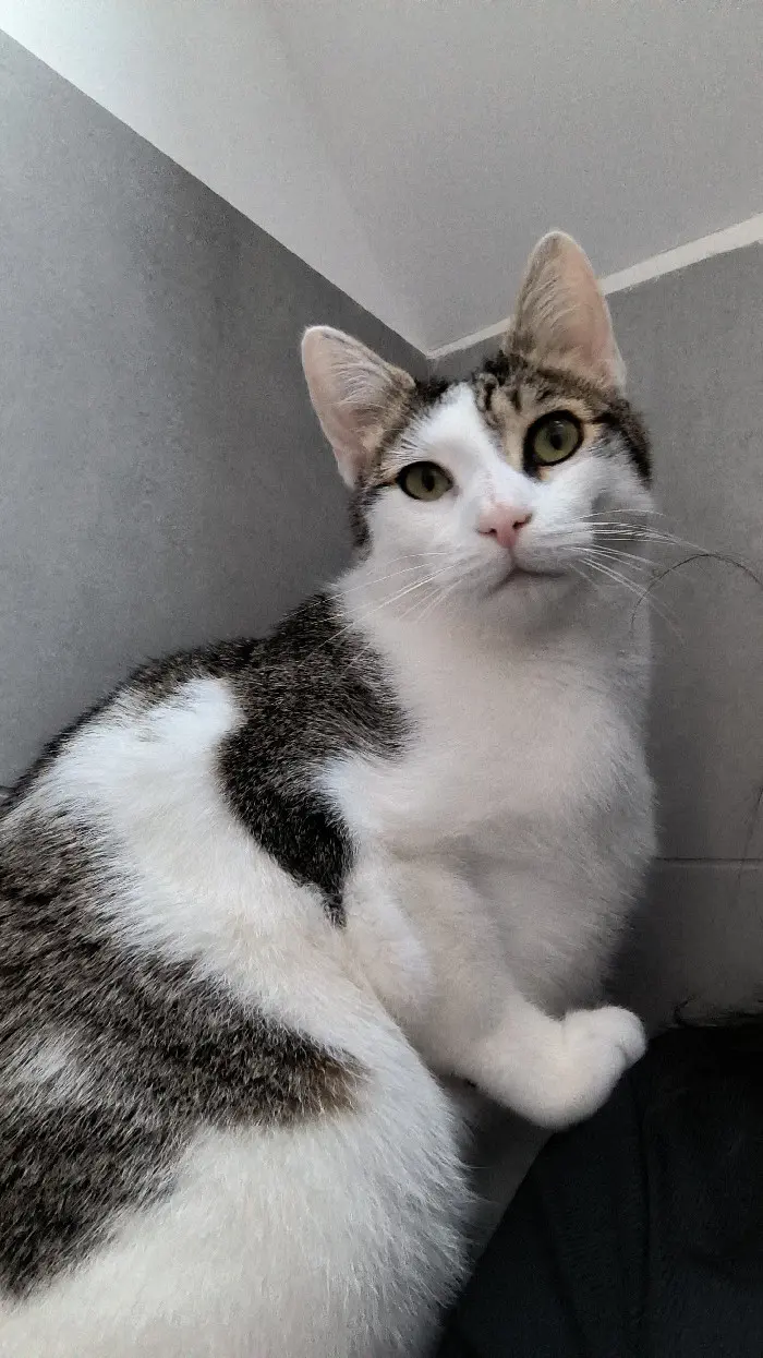 gatto perso Rue de Champgris 77320 Saint-Martin-des-Champs Ulko gatto lost Rue de Champgris 77320 Saint-Martin-des-Champs Ulko