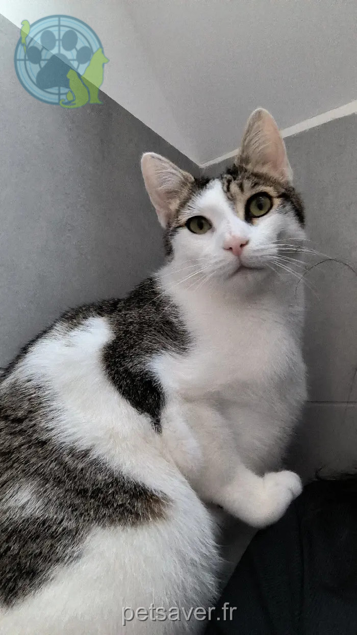 gatto perso Rue de Champgris 77320 Saint-Martin-des-Champs Ulko gatto lost Rue de Champgris 77320 Saint-Martin-des-Champs Ulko