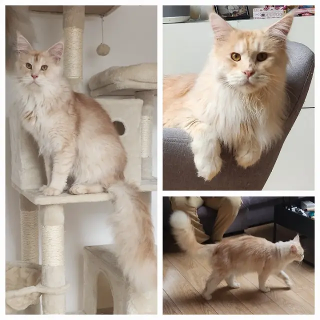 Kater vermisst 77650 Lizines Ulky Kater lost 77650 Lizines Ulky