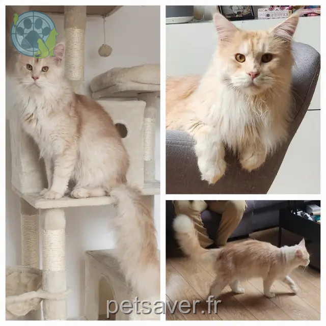 gato perdido 77650 Lizines Ulky gato lost 77650 Lizines Ulky
