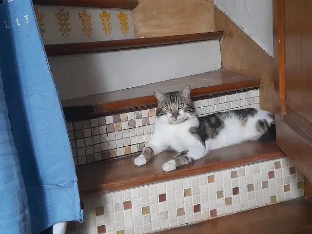 chat lost   77200 Torcy Ulpa