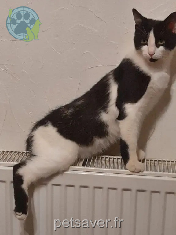 Chat Perdu 77 Seine-et-Marne - Up Chat Perdu 77 Seine-et-Marne - Up