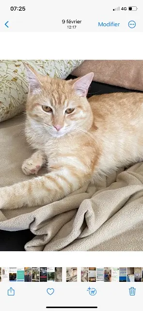 chat lost   77330 Ozoir-la-Ferrière Vasco