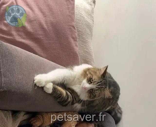gato perdido 77550 Moissy-Cramayel Vladimr gato lost 77550 Moissy-Cramayel Vladimr