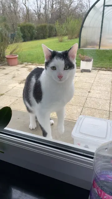 chat lost   77120 Aulnoy Volt