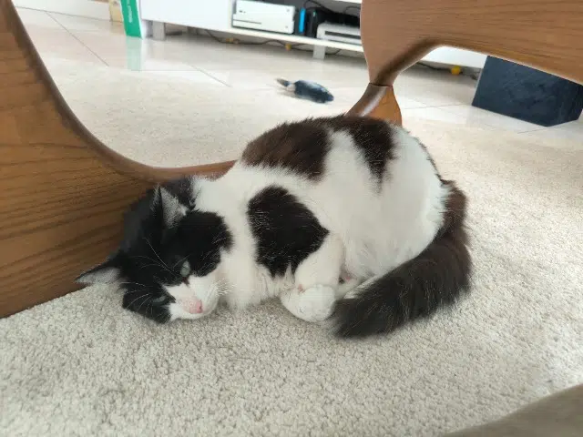 chat lost   77360 Vaires-sur-Marne Voyou