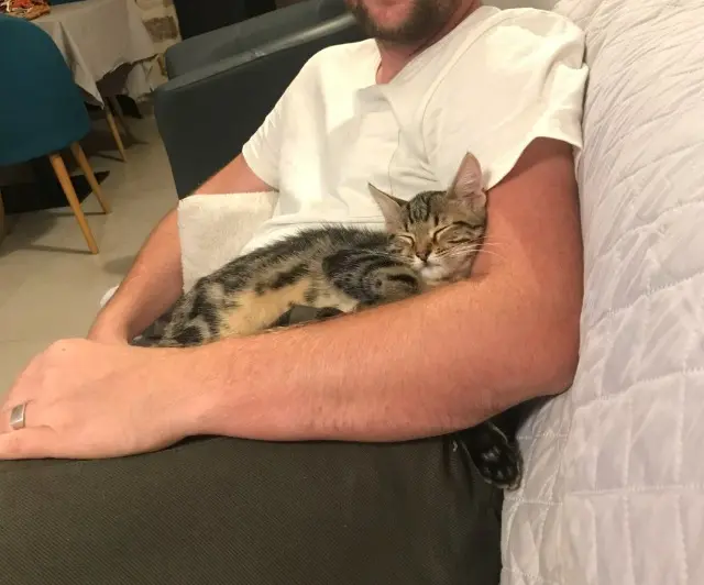 chat lost   77390 Champdeuil Vulcain