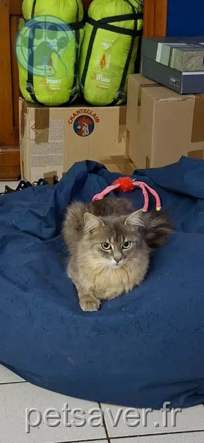 cat lost   77176 Savigny-le-Temple Walle