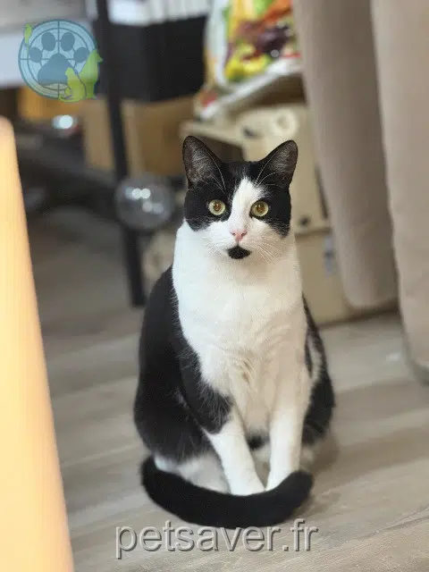 chat lost   77140 Saint-Pierre-lès-Nemours Wally