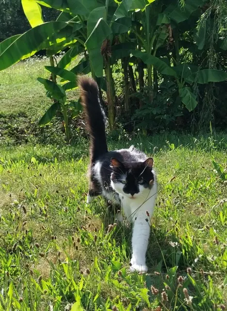 chat lost   77680 Roissy-en-Brie Watson