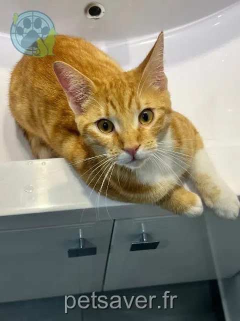 chat lost   77330 Ozoir-la-Ferrière Whisky