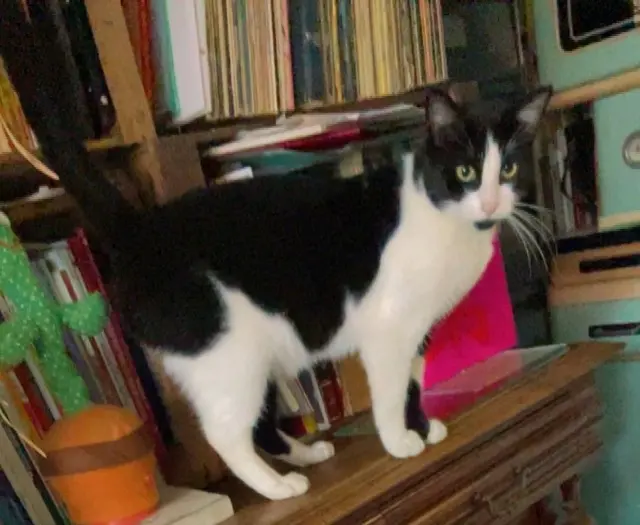 chat lost   77500 Chelles Willy