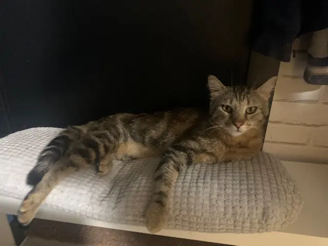 chat lost   77500 Chelles Wilson