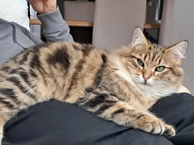 chat lost   77140 Saint-Pierre-lès-Nemours Wookie