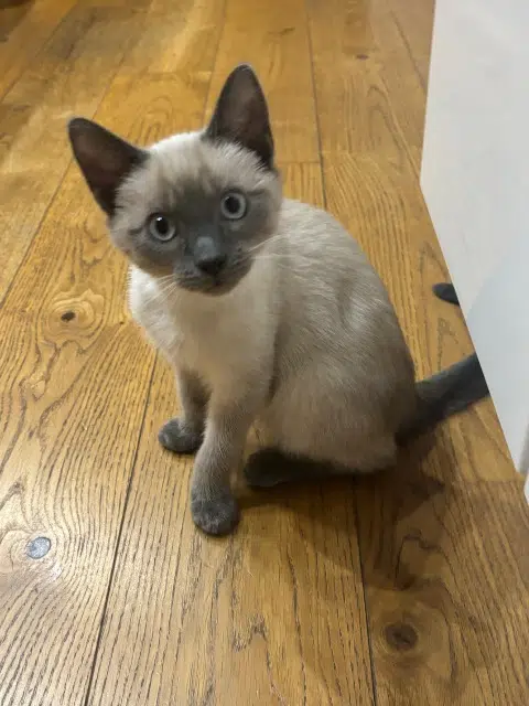 chat lost   77410 Gressy Yoshi