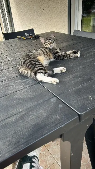 chat lost   77380 Combs-la-Ville Yuri