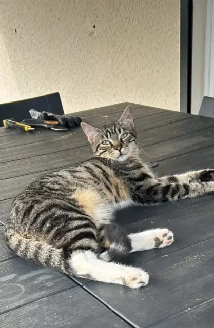 chat lost   77380 Combs-la-Ville Yuri