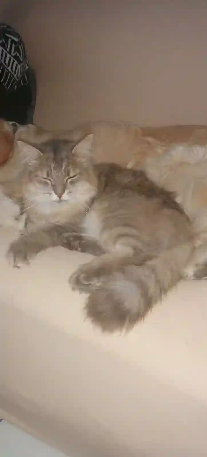 Chat Perdu 77 Seine-et-Marne - Zeus Chat Perdu 77 Seine-et-Marne - Zeus