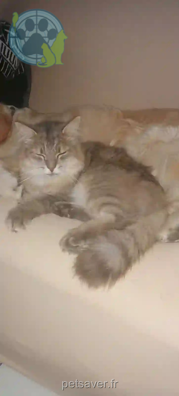 Chat Perdu 77 Seine-et-Marne - Zeus Chat Perdu 77 Seine-et-Marne - Zeus