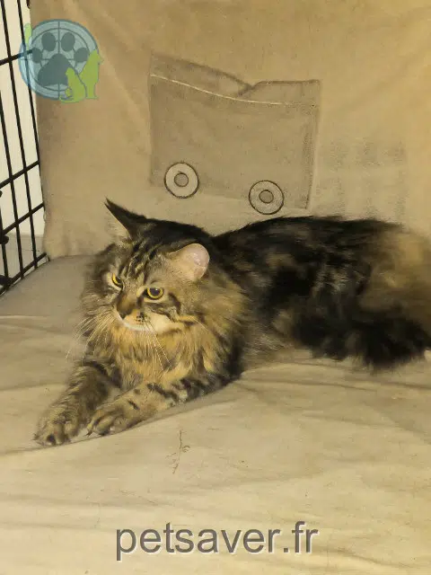chat lost 77320 Choisy-en-Brie Zion