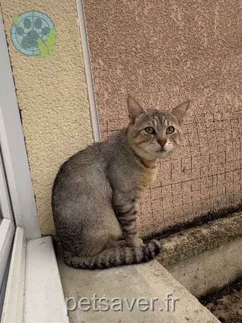 gato lost 77270 Villeparisis Zitoune