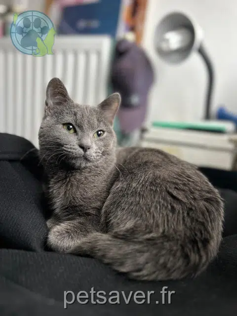 cat lost   77330 Ozoir-la-Ferrière Zitounepetitchat