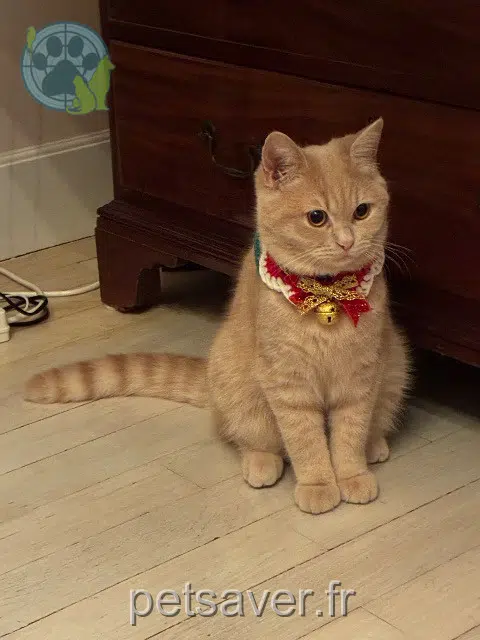 kater lost   78740 Vaux-sur-Seine Babouchka