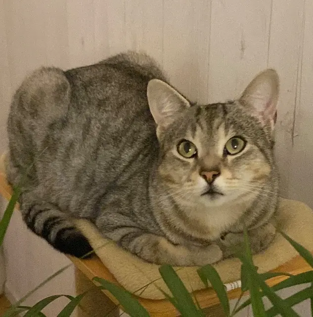 chat lost   78180 Montigny-le-Bretonneux Bacha