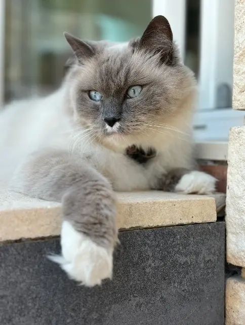 chat lost   78500 Sartrouville Berlioz