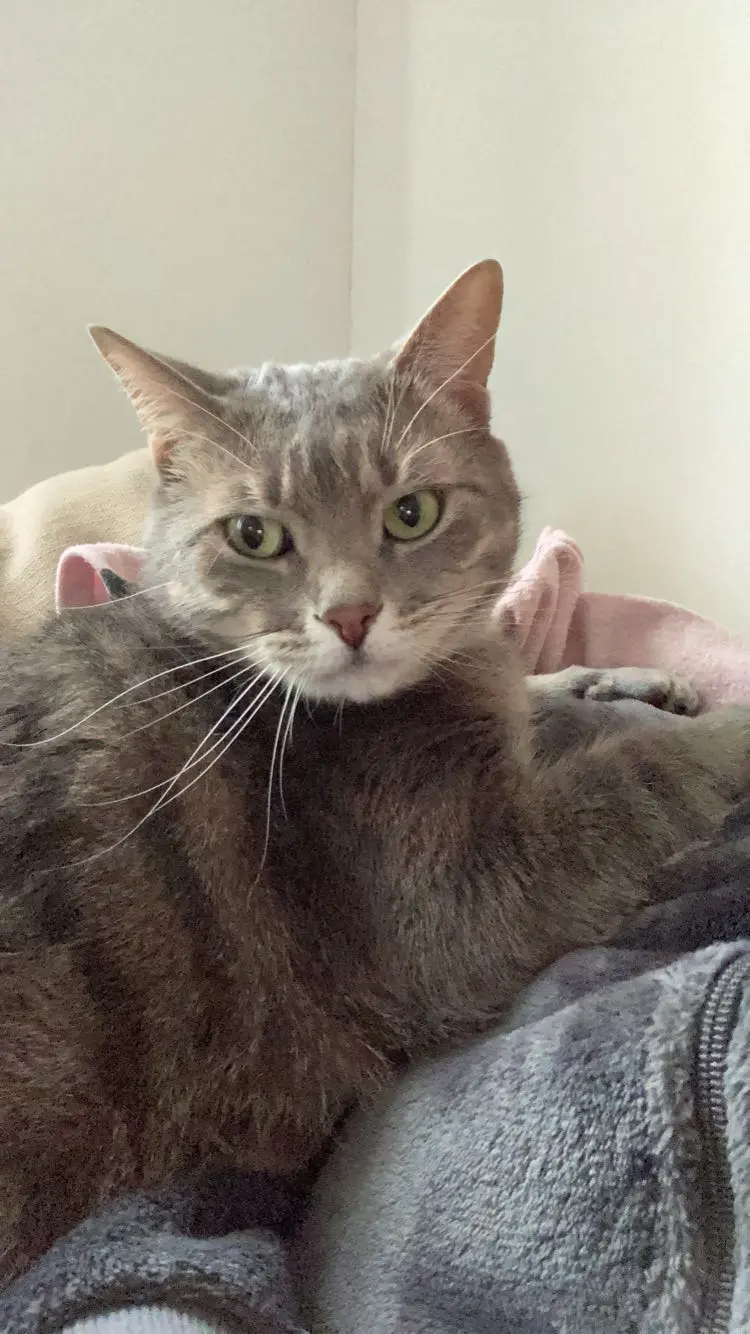 Chat Perdu 78 Yvelines - Bibou Chat Perdu 78 Yvelines - Bibou