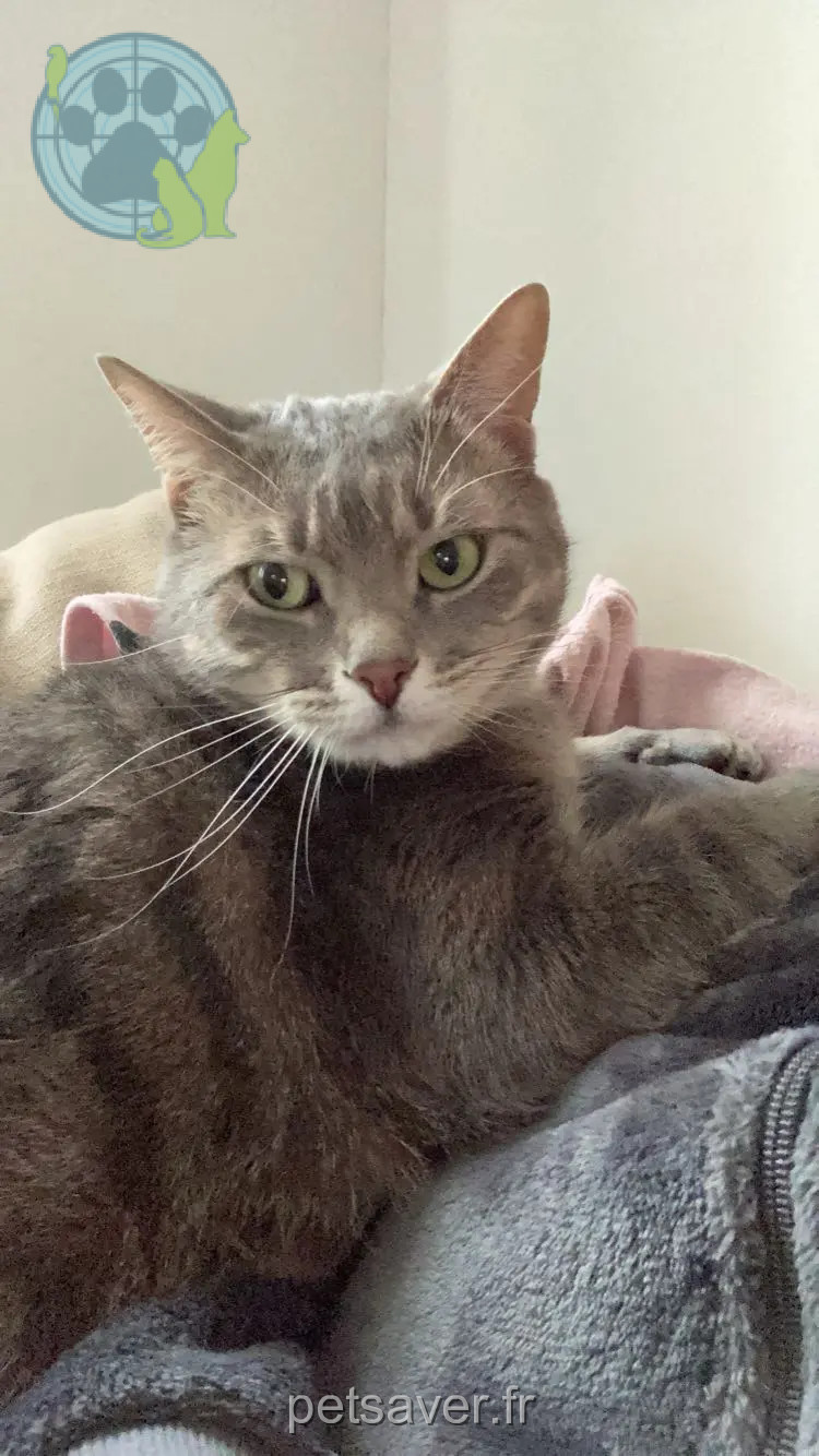 Chat Perdu 78 Yvelines - Bibou Chat Perdu 78 Yvelines - Bibou