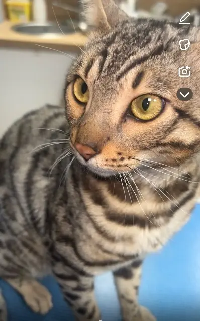 chat lost   78955 Carrières-sous-Poissy Booba