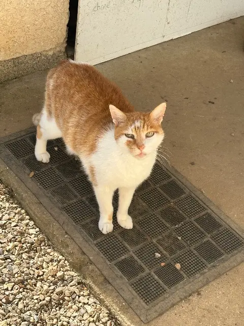 chat lost   78440 Fontenay-Saint-Père Capone