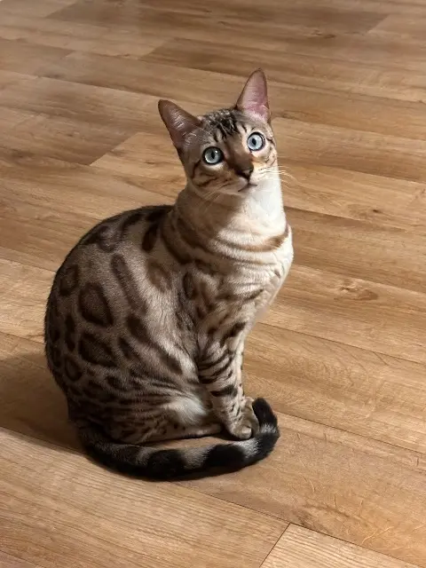 chat lost   78540 Vernouillet Caramel
