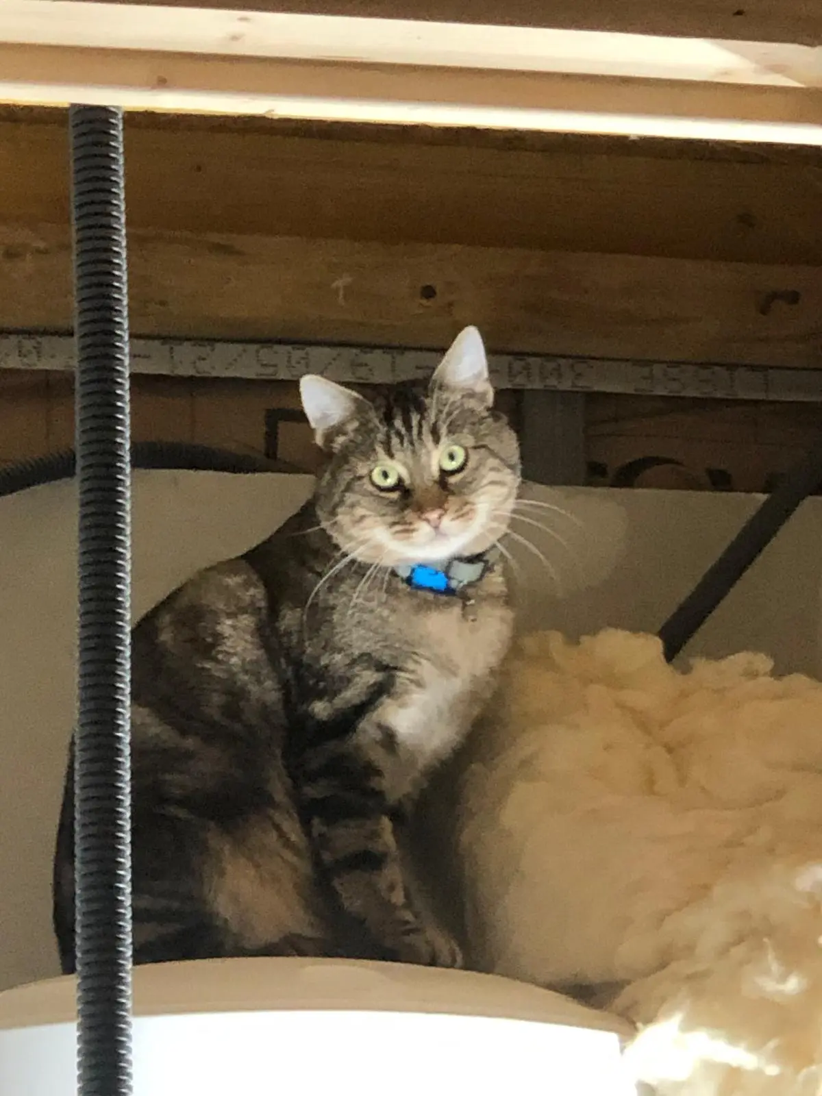 Chat Perdu 78 Yvelines - Caramel-ou-plumo Chat Perdu 78 Yvelines - Caramel-ou-plumo