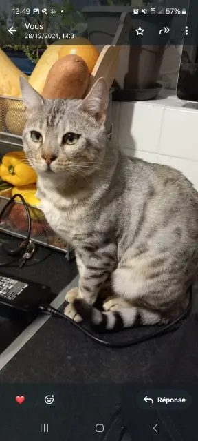 gato perdido 78630 Morainvilliers CHACHA gato lost 78630 Morainvilliers CHACHA