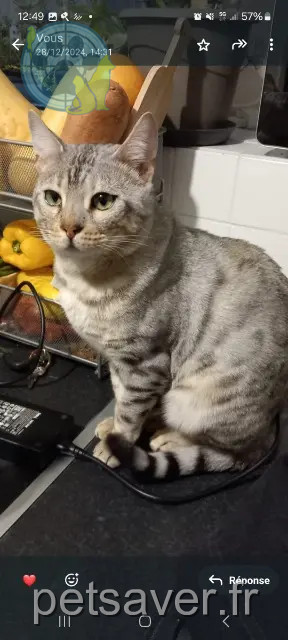 cat lost 78630 Morainvilliers CHACHA cat lost 78630 Morainvilliers CHACHA